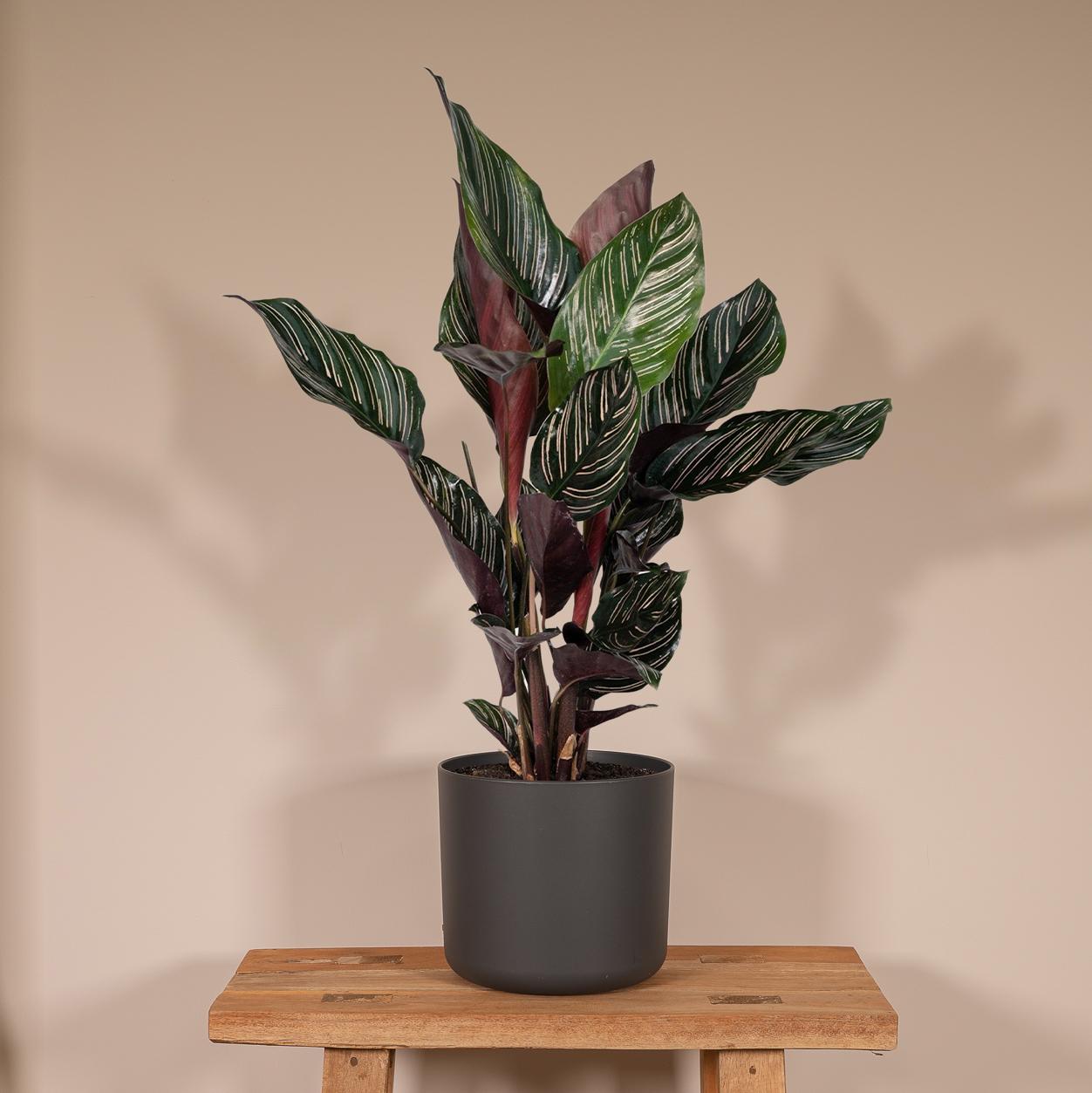 Calathea Ornata – Elegante Strepenplant met Roze Nerven