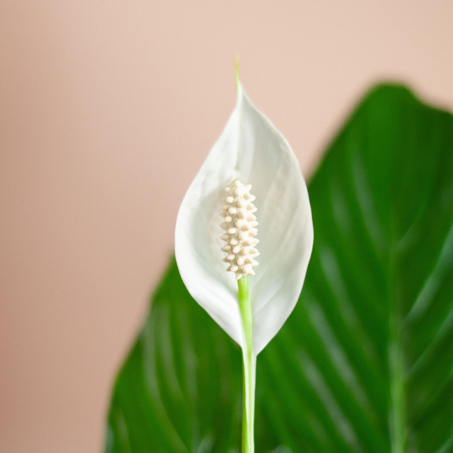 Spathiphyllum Sweet Lauretta met duurzame Viber pot – stijlvol en luchtzuiverend