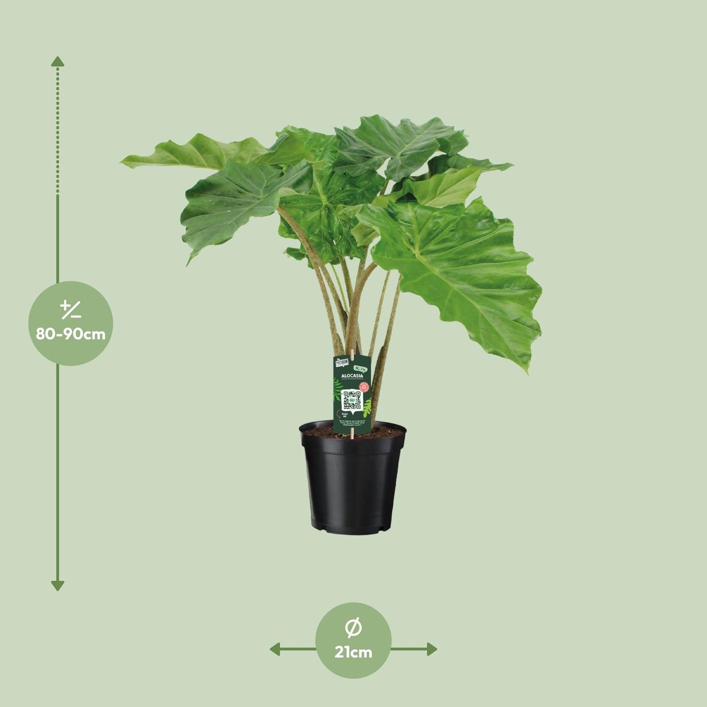 Alocasia Portodora – Majestueuze Kamerplant met Golvende XXL-Bladeren
