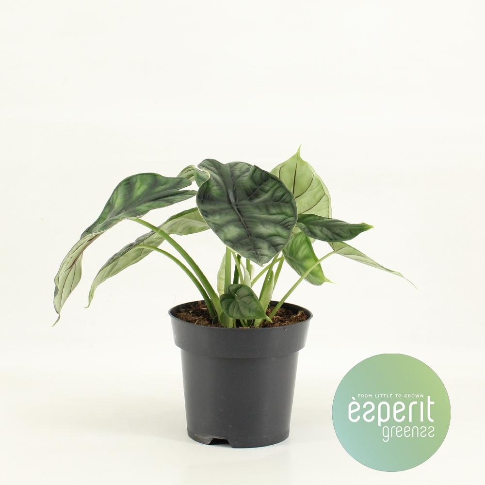 Alocasia Dragon Scale – Mystieke Bladplant met Schubachtig Patroon