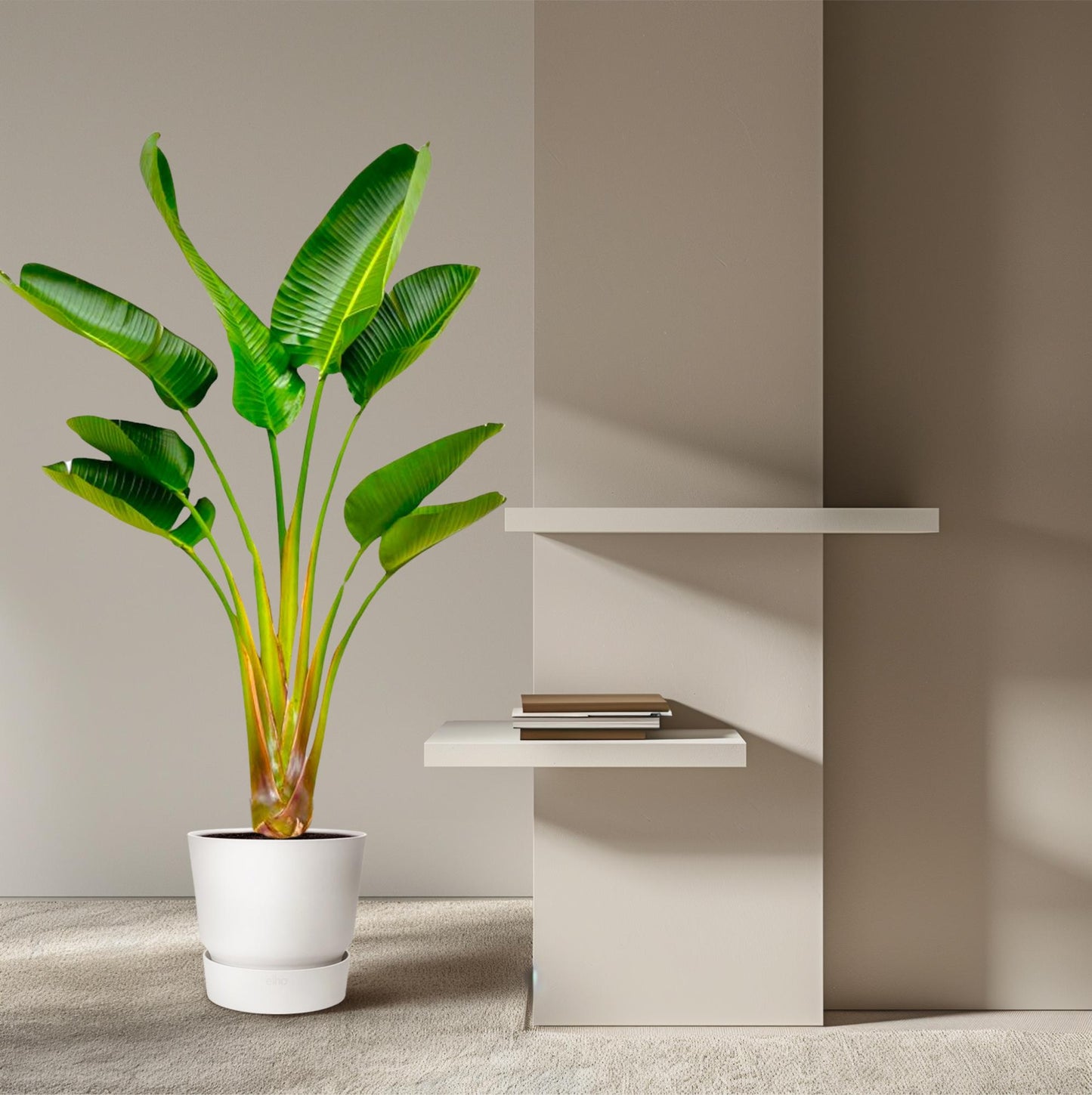 Strelitzia Augusta – Robuuste Tropische Kamerplant met Grote Bladeren