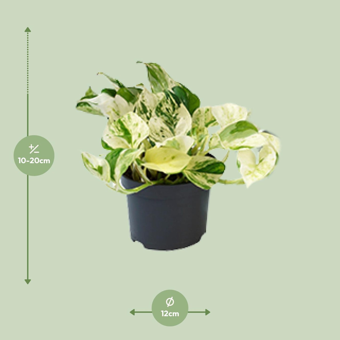 Epipremnum 'Happy Leaf' – Bonte Klimplant met Frisse Uitstraling