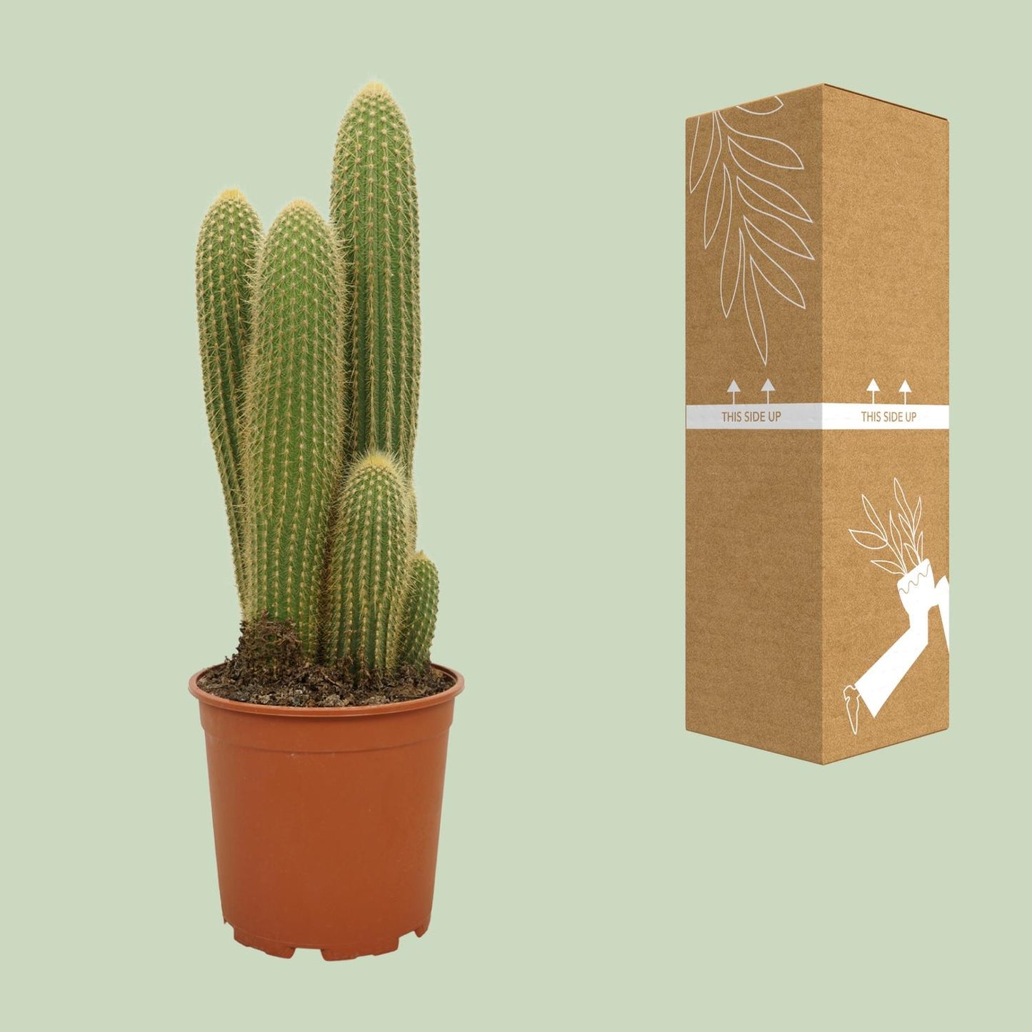 Vatricania guentheri – Zeldzame Cactus met Stekelige Sculptuurvorm