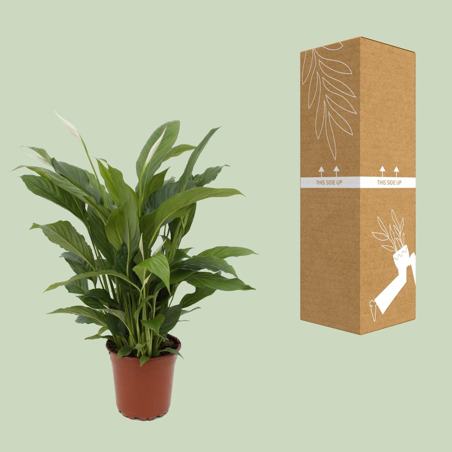 Spathiphyllum 'Torelli' – Compacte Lepelplant met Witte Bloemen | Luchtzuiverende Kamerplant