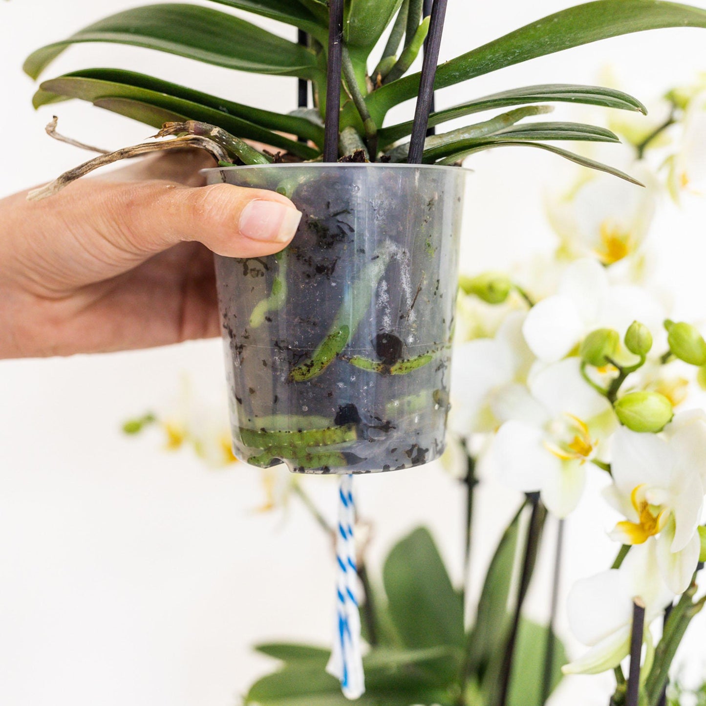 Set van 3 orchideeën met waterreservoir | Langdurige bloei & makkelijke verzorging