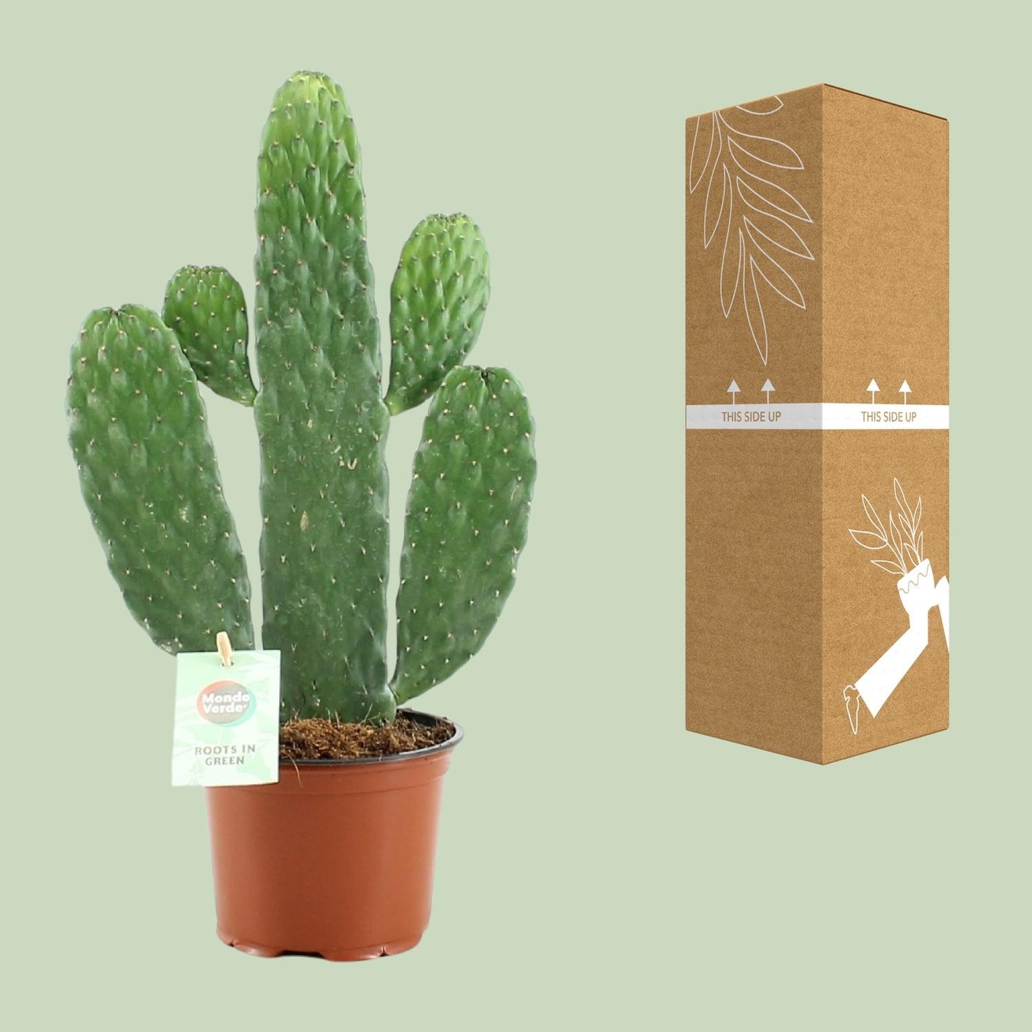 Opuntia Rubescens Consolea – Stijlvolle Cactus met Roodgetinte Stelen