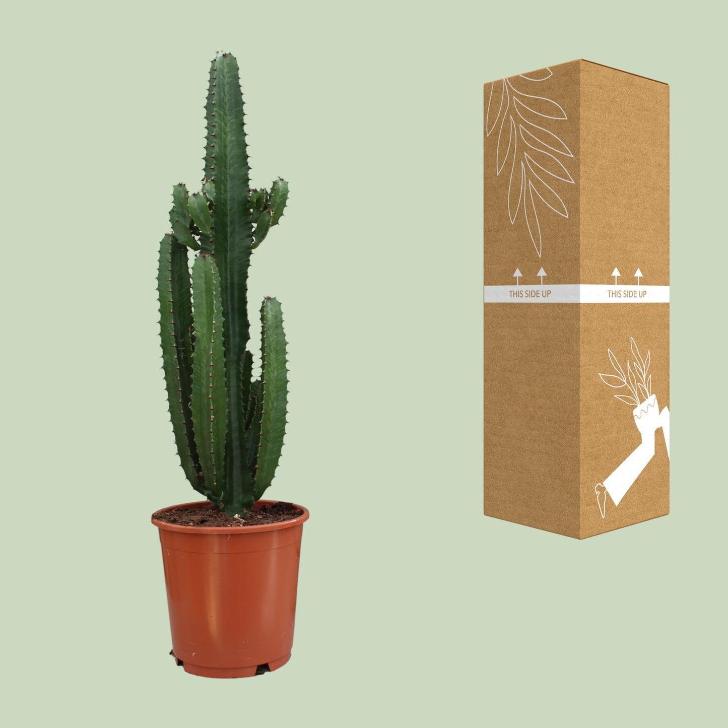 Euphorbia Trigona Rubra – Rode Afrikaanse Melkboom met Sculpturale Vorm