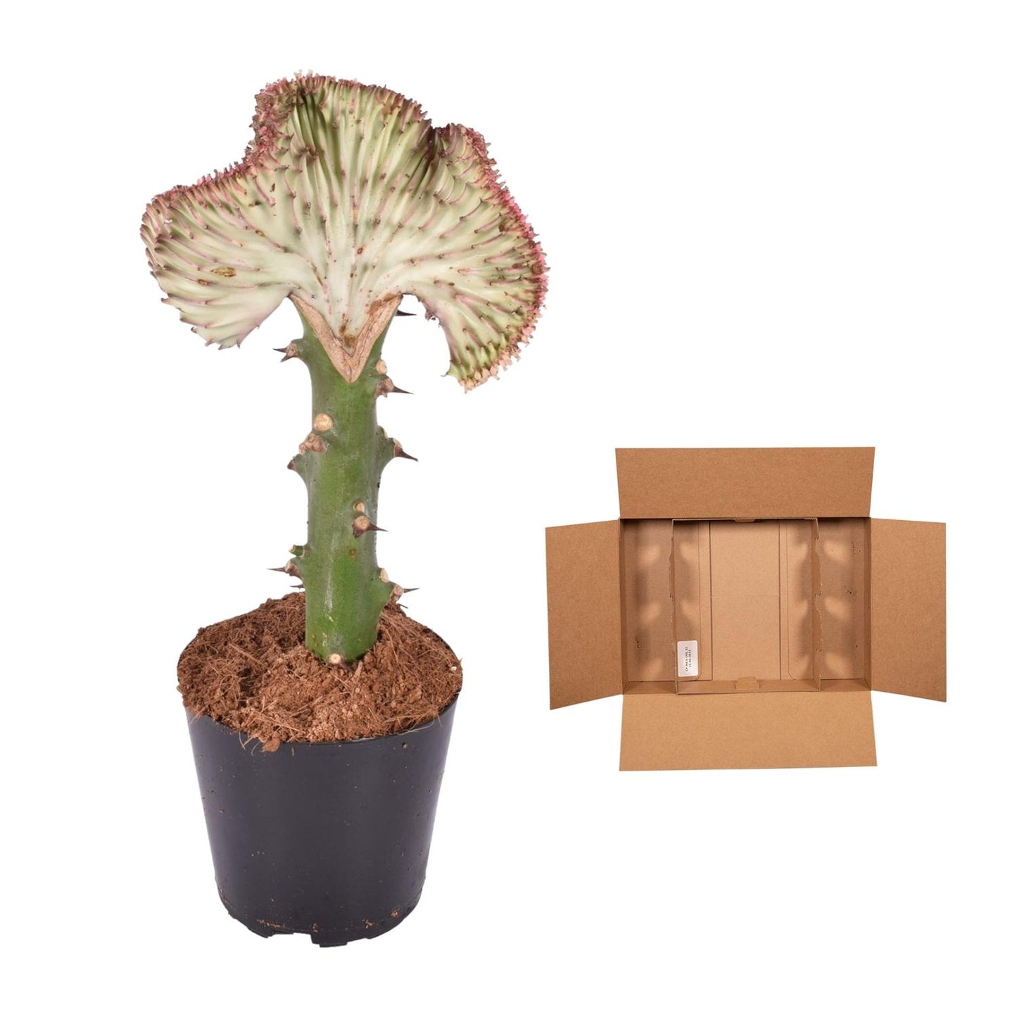Euphorbia lactea Cristata 'Rood' – Unieke Koraalcactus voor Binnen