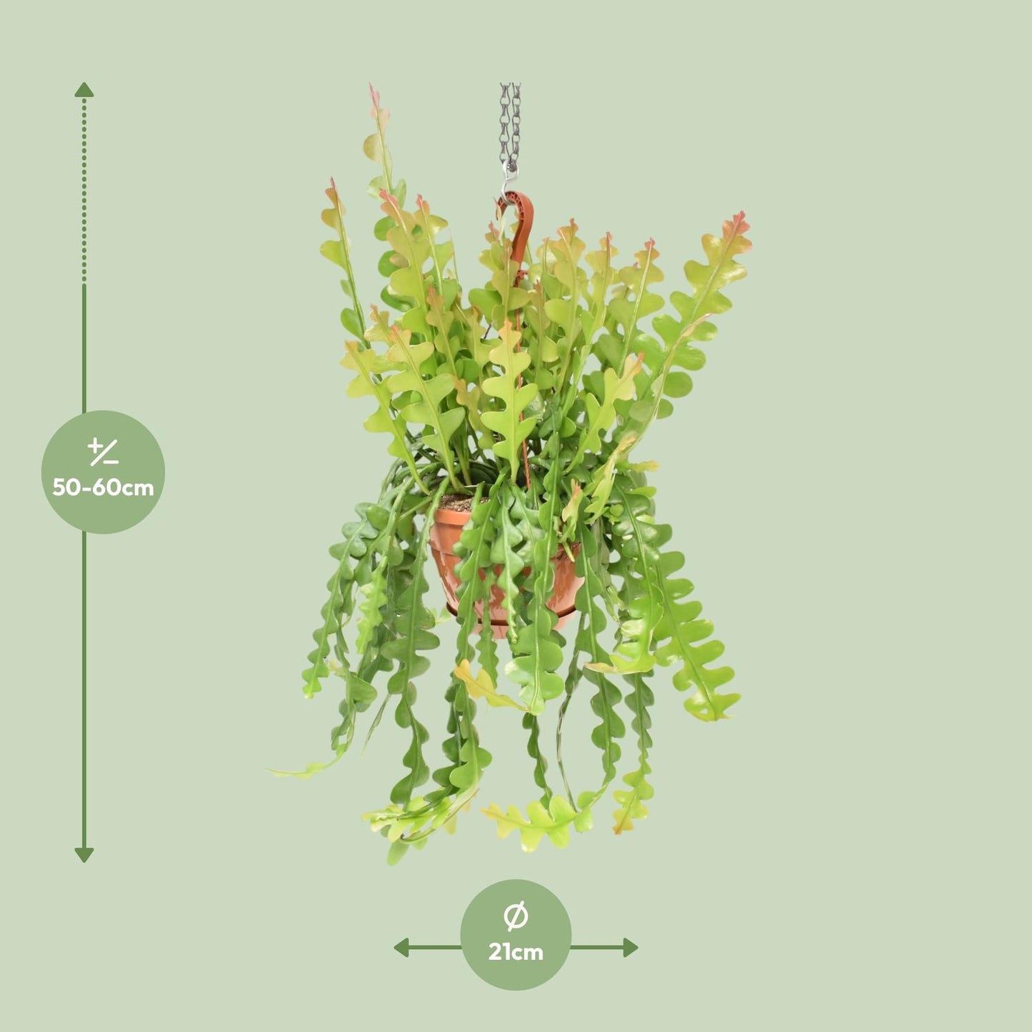 Epiphyllum Anguliger – Visgraatcactus met Uniek Golvend Blad