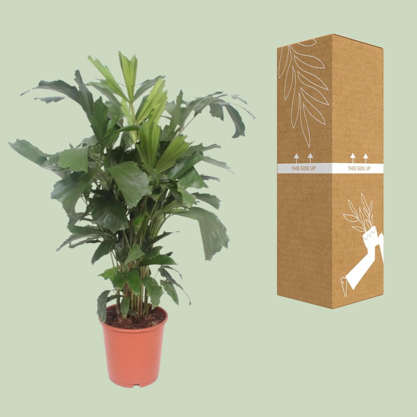 Caryota Mitis – Vissenstaartpalm met Exotische Uitstraling