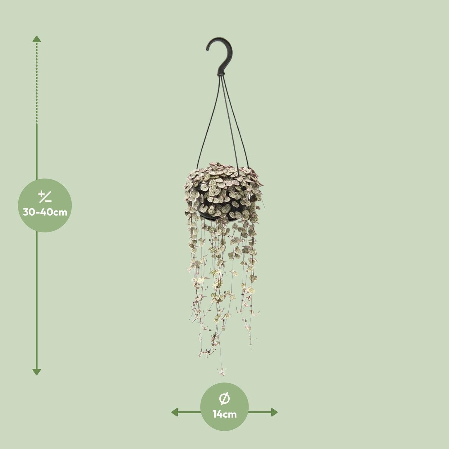 Ceropegia Woodii Variegata – Bonte String of Hearts met Roze Tinten
