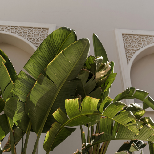 Bananenplanten: Een Tropisch Stukje Paradijs in Jouw Tuin