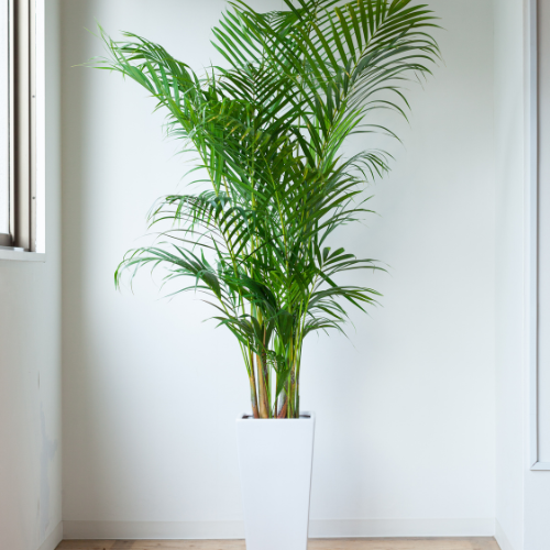 Groene Tips voor Gelukkige Kamerplanten