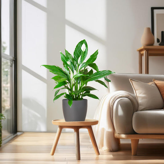 Plantverzorging in de Zomer: Tips voor Gezonde Planten tijdens Warme Dagen