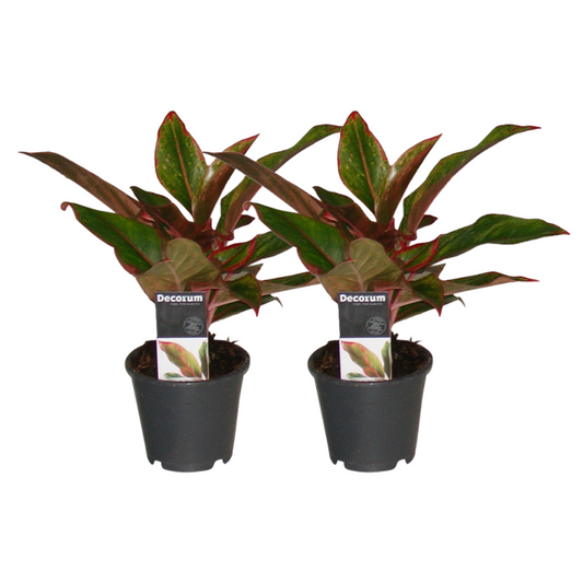 Aglaonema Crete - Set van 2 Stuks