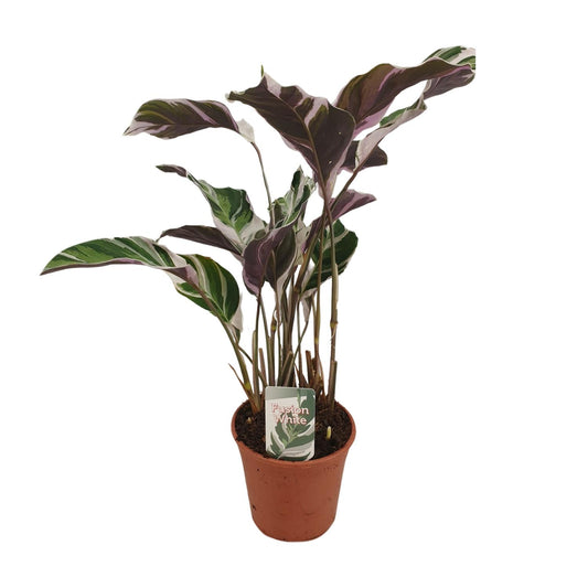 Calathea 'Fusion White' – Zeldzame Kunstwerkplant met Wit-Paarse Bladtekening