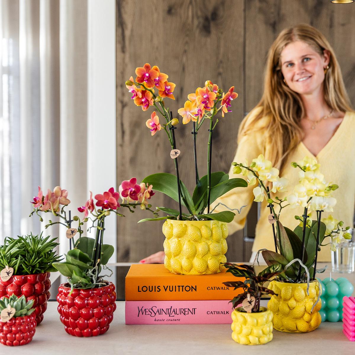 Gele Phalaenopsis Orchidee in Citrus Pot – Zomerse Eyecatcher met 2-3 Bloemtakken