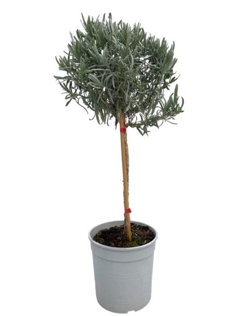 Lavendula Angustifolia "op Stam"