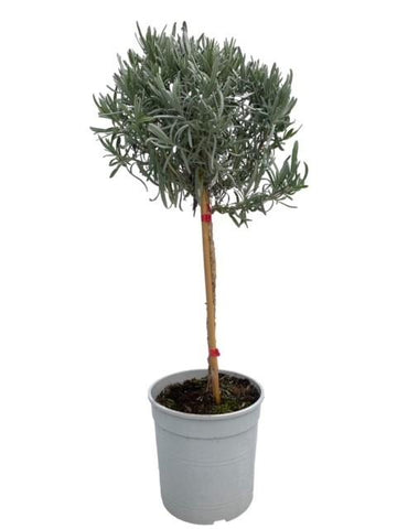 Lavendula Angustifolia 