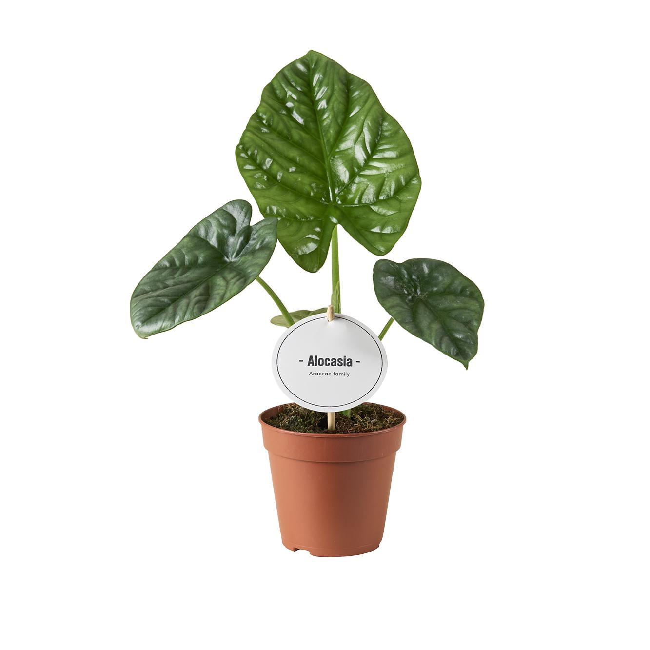 Alocasia Lukiwan – Exotische Bladplant met Unieke Nerfstructuur