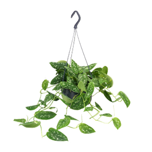 Scindapsus Pictus 'Argyraeus' – Zilvergespikkelde Hangplant met Elegantie