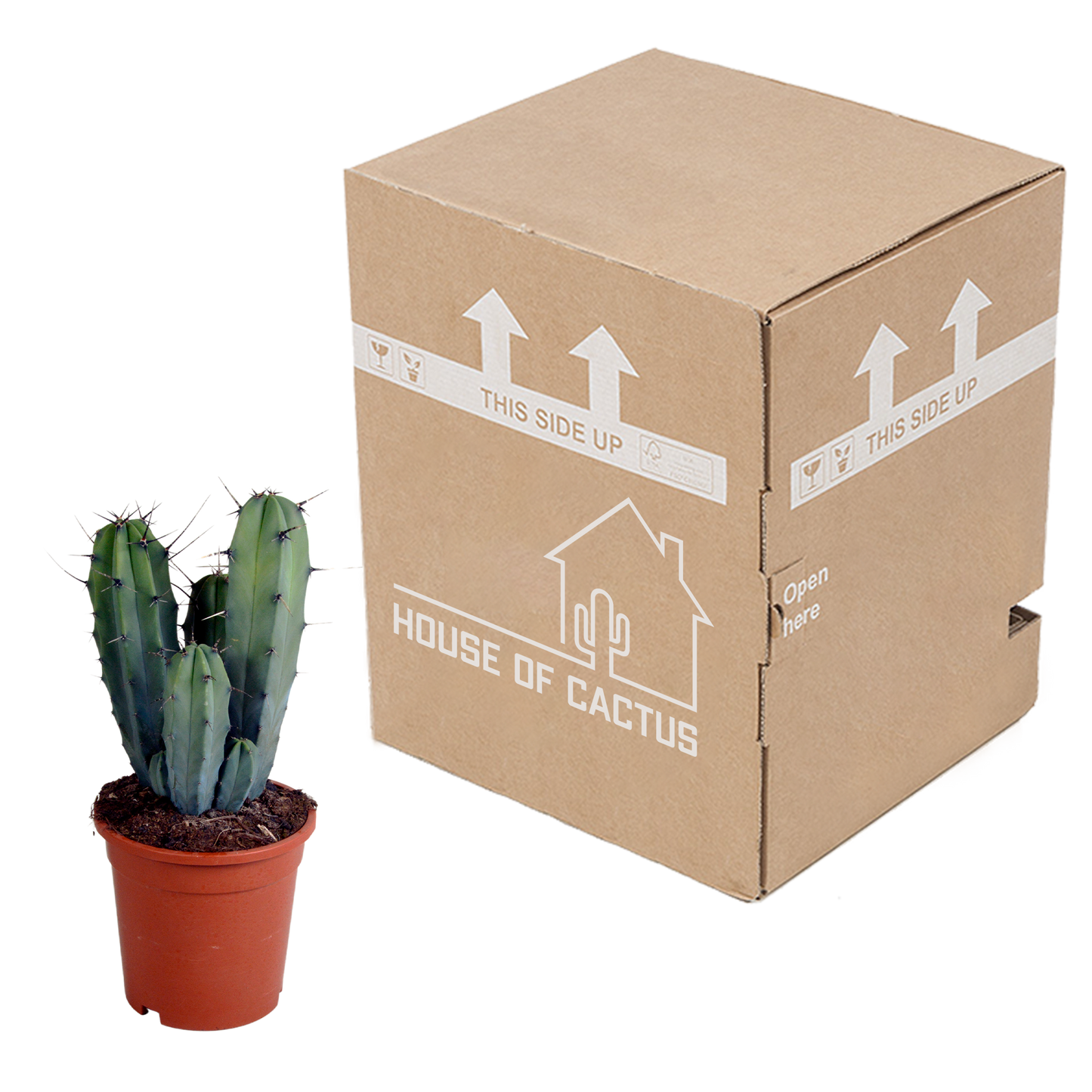 Myrtillocactus Geometrizans – Unieke Blauwe Cactus met Sculpturale Vorm