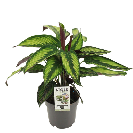 Calathea Majestica ‘Princeps’ – Koninklijke Bladplant met Bont Blad