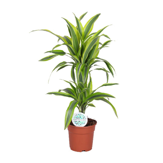 Dracaena Lemon Lime – Frisse Blikvanger met Geelgroene Strepen
