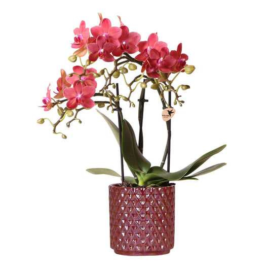 Rode Phalaenopsis Congo Orchidee in Diamond Pearl Pot – Luxe Eyecatcher
