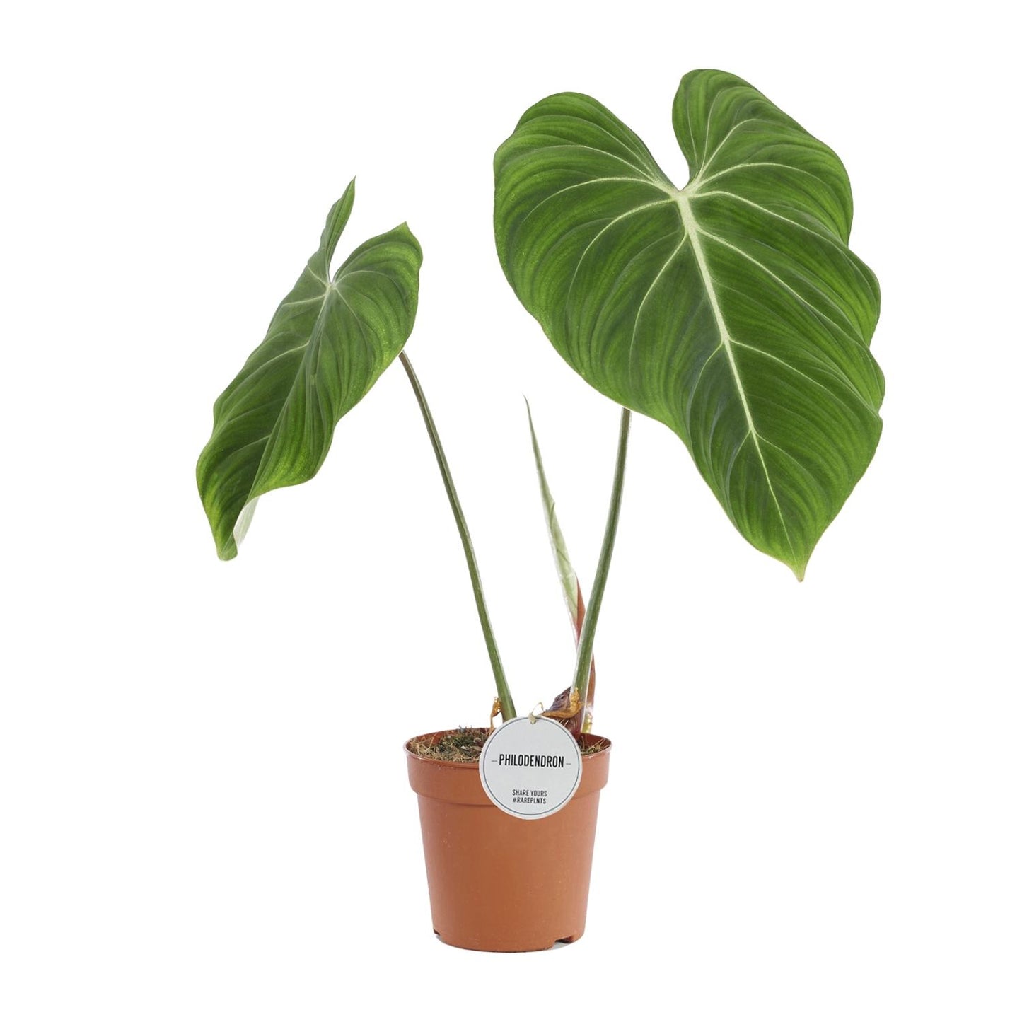 Philodendron Gloriosum – Fluweelzachte Bladplant met Witte Nervatuur