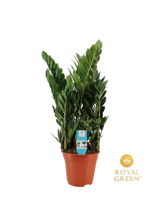 Zamioculcas Zamiifolia | ZZ Plant | Super Sterke Kamerplant | Luchtzuiverend & Onderhoudsvriendelijk