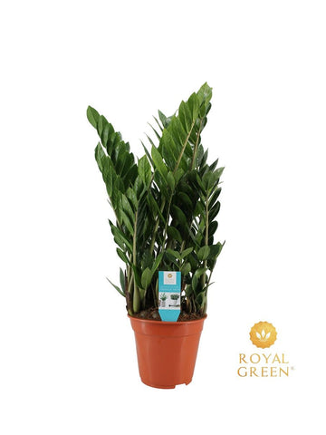 Zamioculcas Zamiifolia | ZZ Plant | Super Sterke Kamerplant | Luchtzuiverend & Onderhoudsvriendelijk