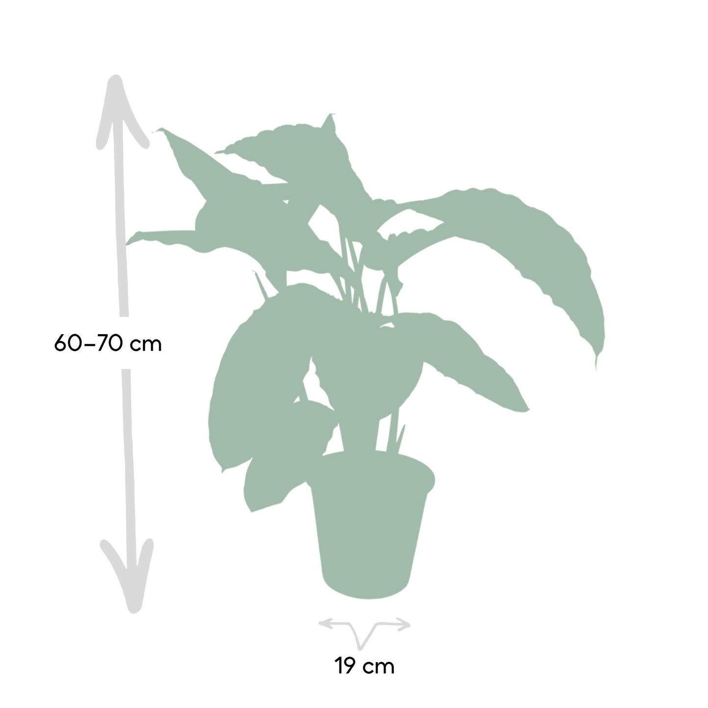 Calathea Warscewiczii – Fluweelzachte Jungleplant met Diepgroene Tekeningen