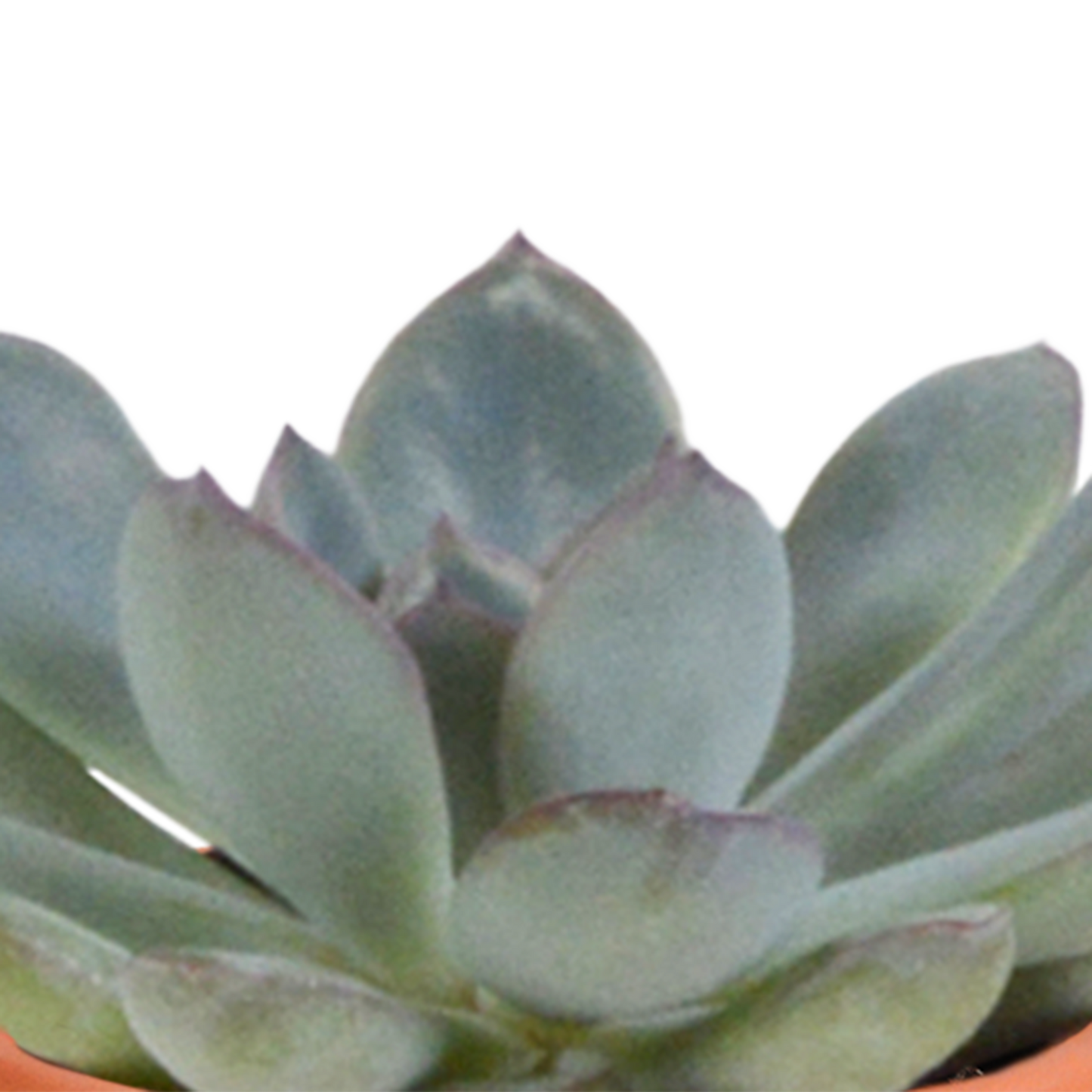 🌵 MEGA Cactus & Vetplanten Mix – 15 stuks in handgeschilderde Mexicaanse pot