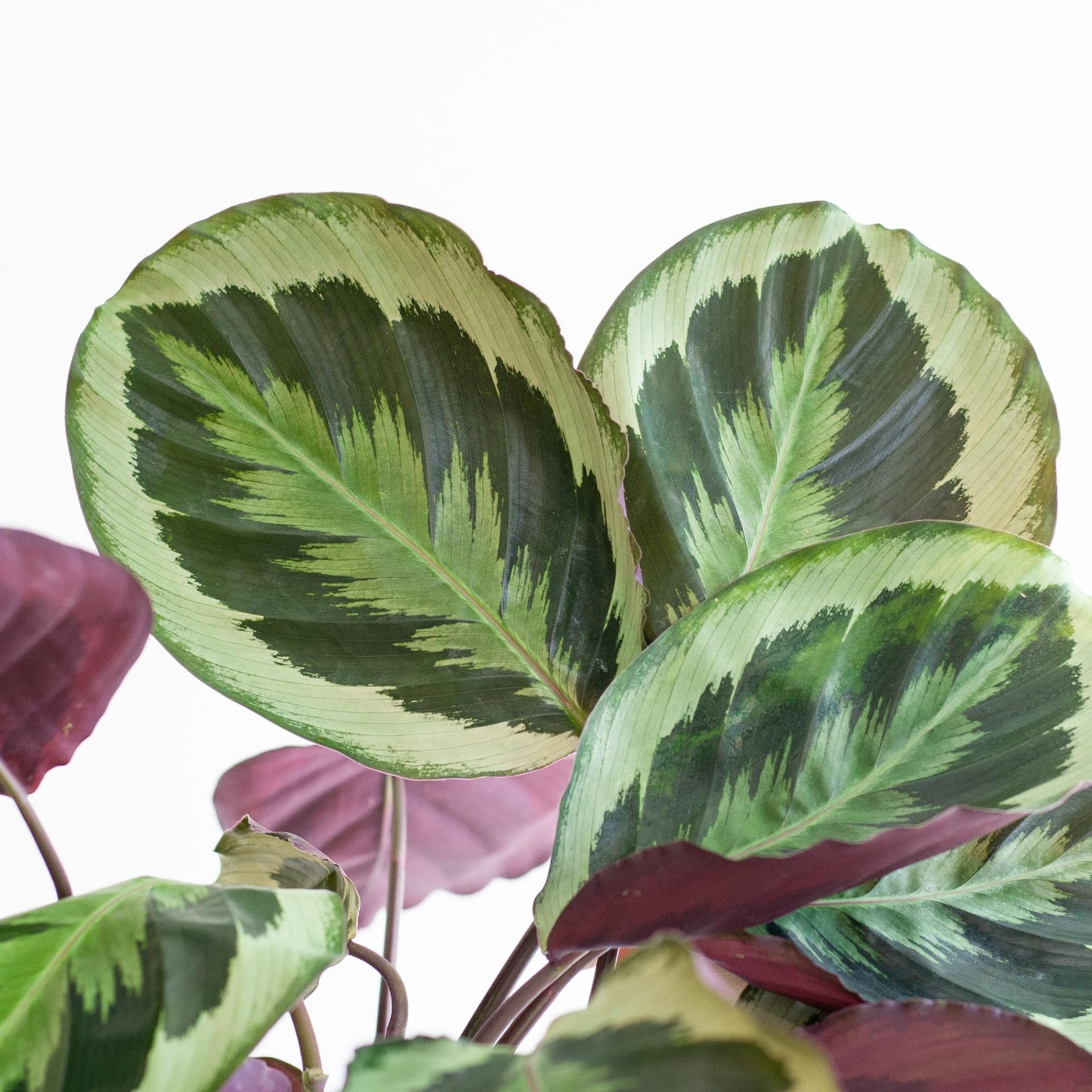 Calathea Medaillon met Viber mand grijs – 65 cm – Ø19 cm