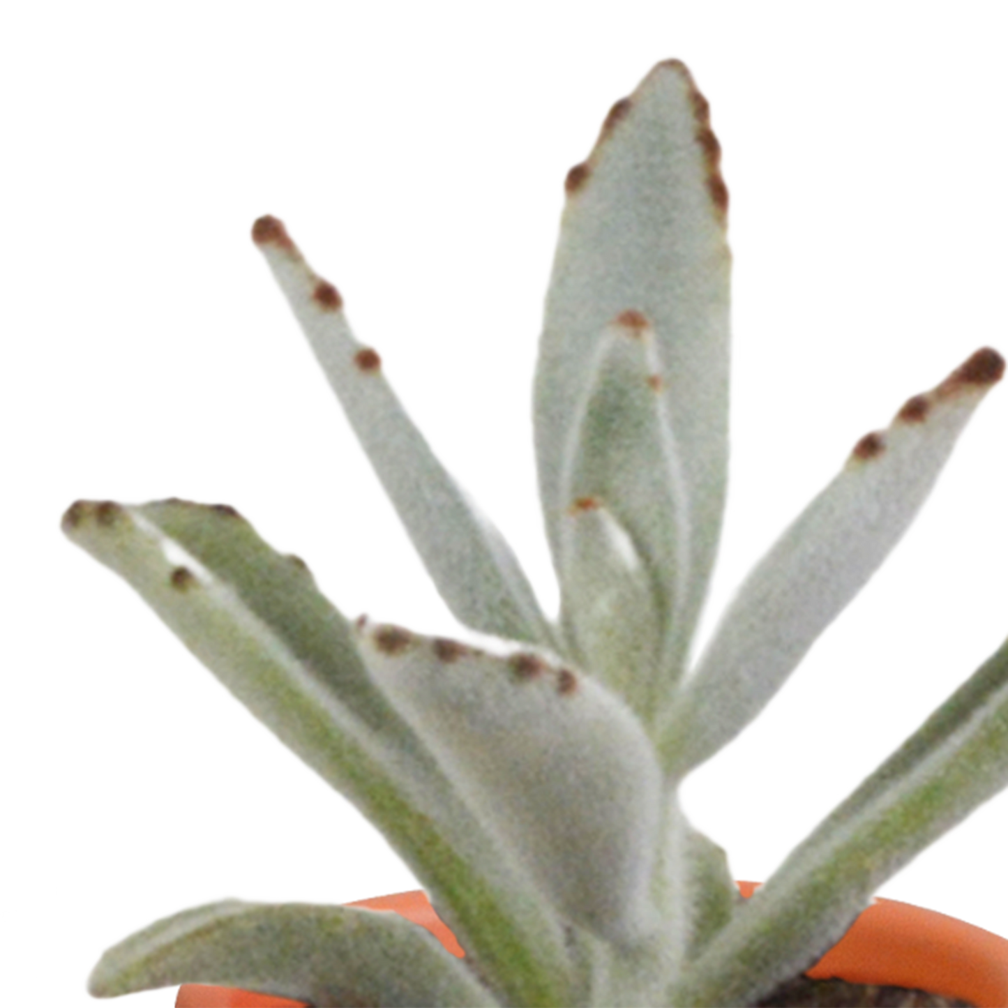 🌵 MEGA Cactus & Vetplanten Mix – 15 stuks in handgeschilderde Mexicaanse pot