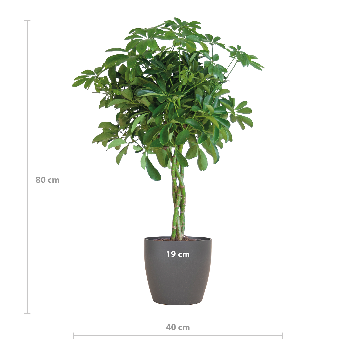 Schefflera Arboricola Nora met sierpot – De handvormige blikvanger