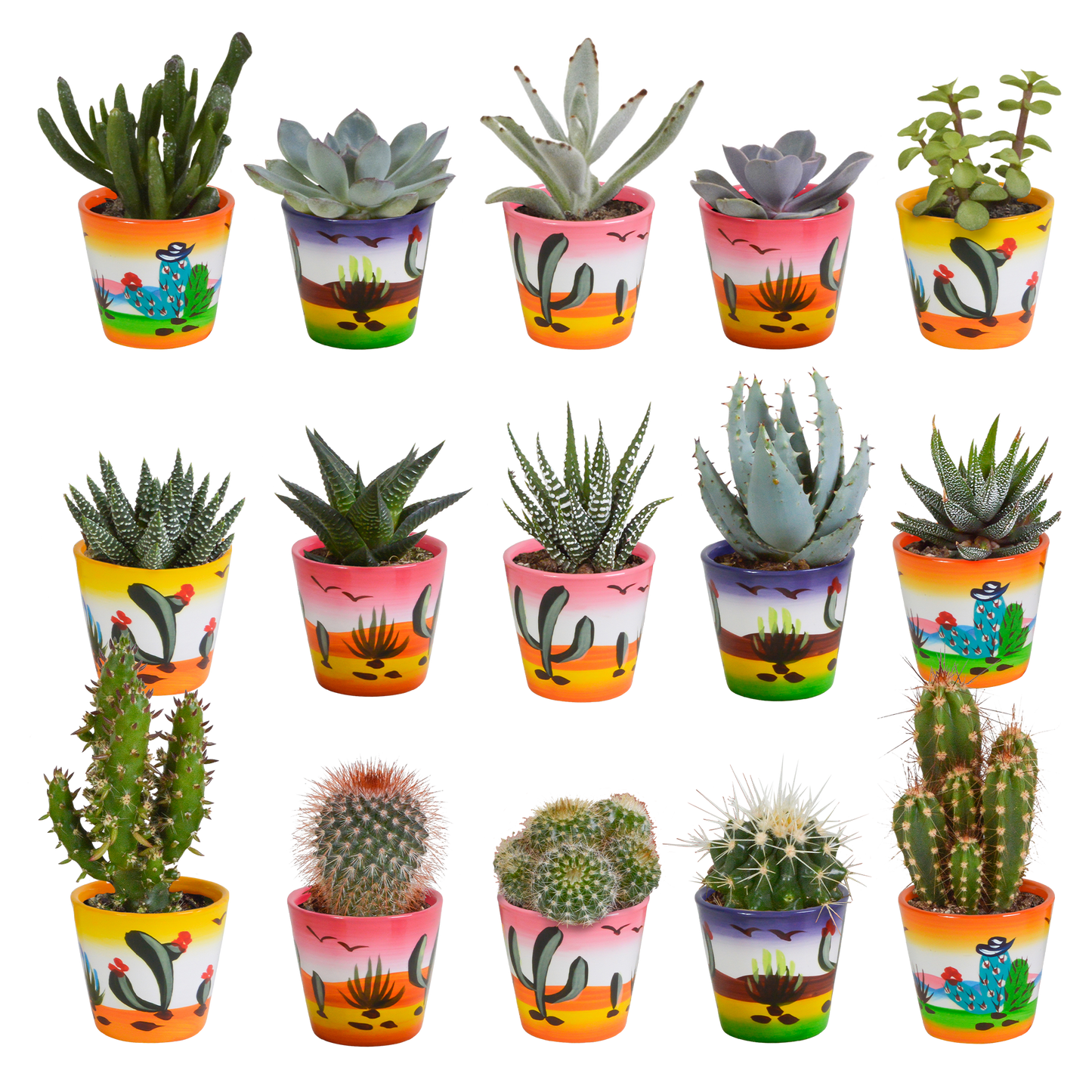 🌵 MEGA Cactus & Vetplanten Mix – 15 stuks in handgeschilderde Mexicaanse pot