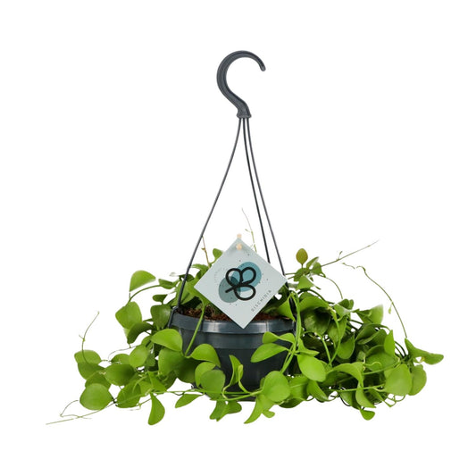 Dischidia Imbricata – Schildplant met Klim- en Kweekkunst
