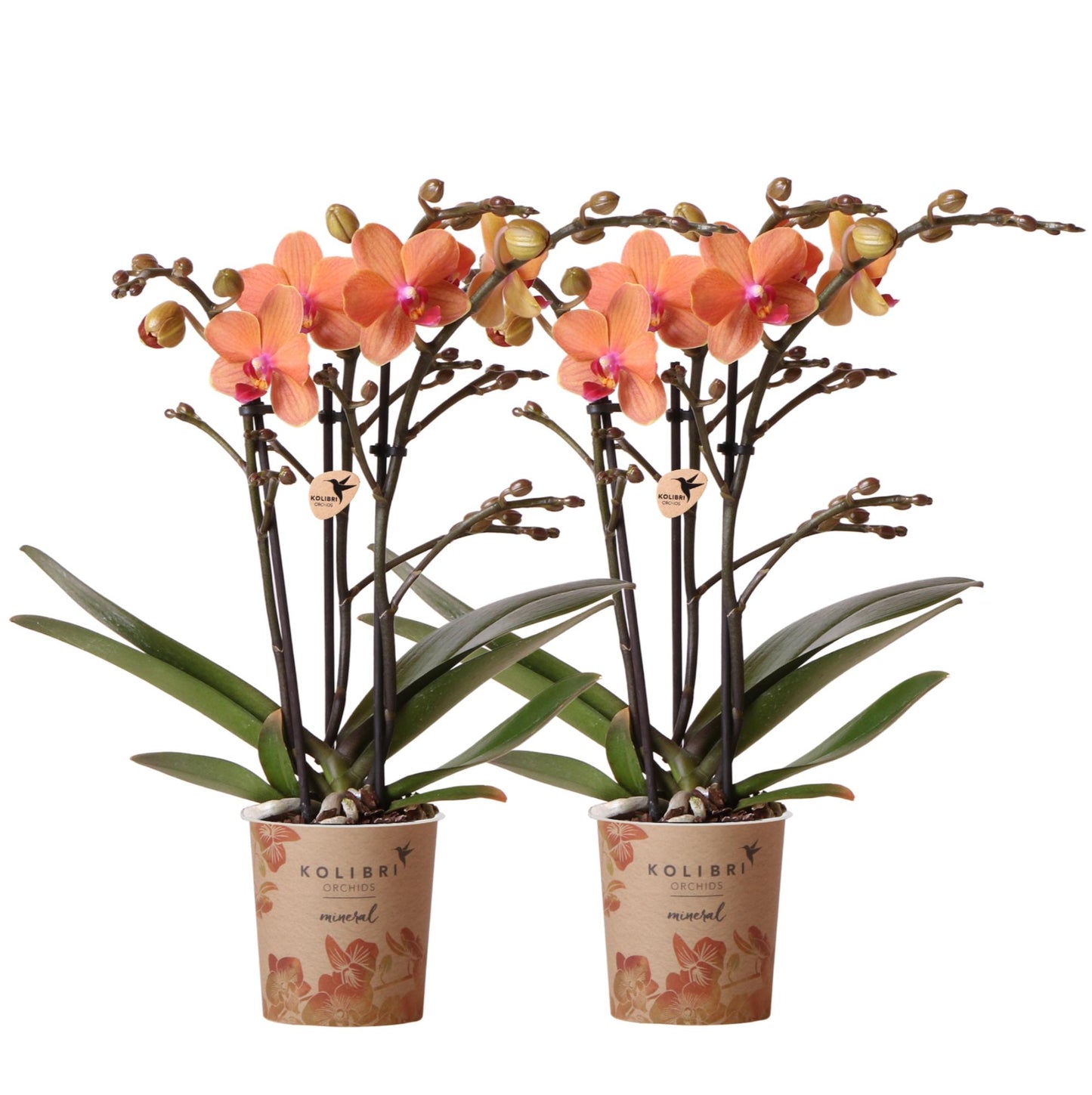 Combinatie van 2 Oranje Phalaenopsis Orchideeën – Energie en Warmte in Één Set