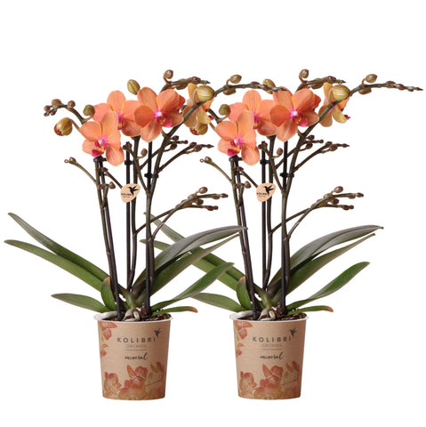 Combinatie van 2 Oranje Phalaenopsis Orchideeën – Energie en Warmte in Één Set