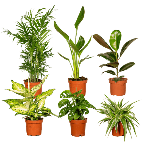 Verrassingsbox met 6 unieke kamerplanten – verrassingspakket voor plantenliefhebbers