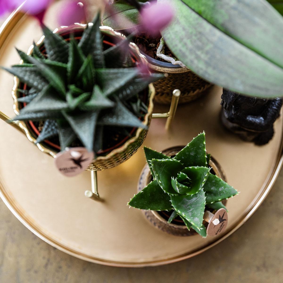 Hotel Chic Orchidee & Succulenten Set – Compleet met Sierpotten & Decoratie