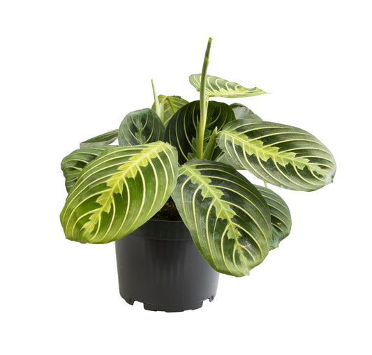 Maranta ‘Lemon Lime’ – Tropische Eyecatcher met Frisgroene Nerventekening