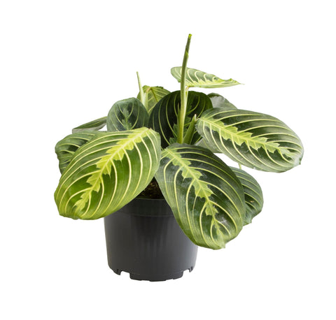 Maranta ‘Lemon Lime’ – Tropische Eyecatcher met Frisgroene Nerventekening