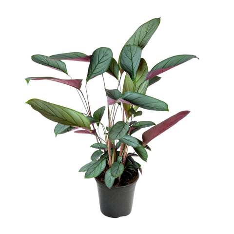 Ctenanthe Setosa – Tropische Blikvanger met Zilvergroen Gestreept Blad