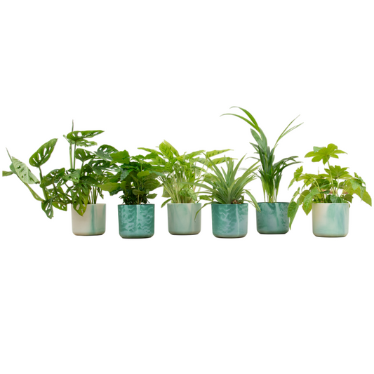Verrassingsbox – 6 Unieke Kamerplanten met Elho Vibes Fold Ø14 Wit