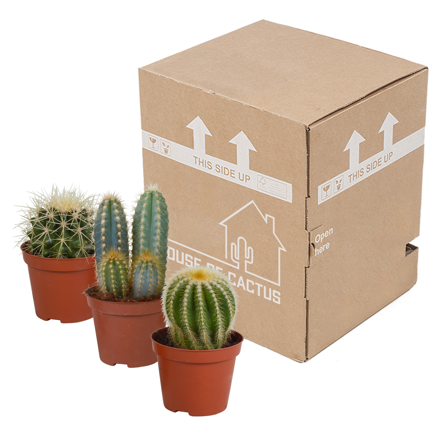 Cactussen Mix (3 stuks) – Klassieke Cactusset van Topkwaliteit