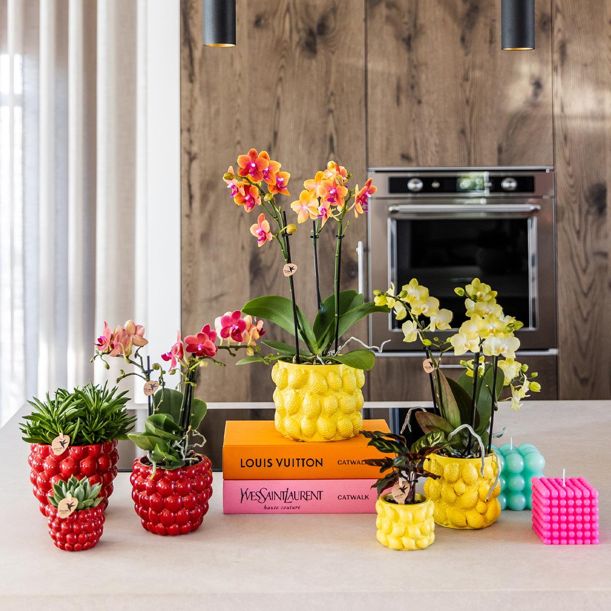 Gele Phalaenopsis Orchidee in Citrus Pot – Zomerse Eyecatcher met 2-3 Bloemtakken