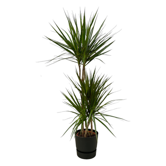 Dracaena Marginata – ↨120 cm – Ø21 cm | Inclusief elho Greenville Round zwart (D24 x H23 cm)